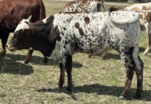 Bwana calf